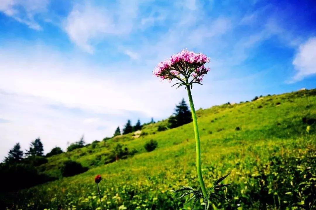 驼梁七月草原美，金莲妖娆入画里/郝贵云