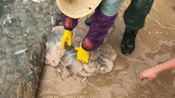 吴阳海鲜直播,吴阳金海岸出海直播