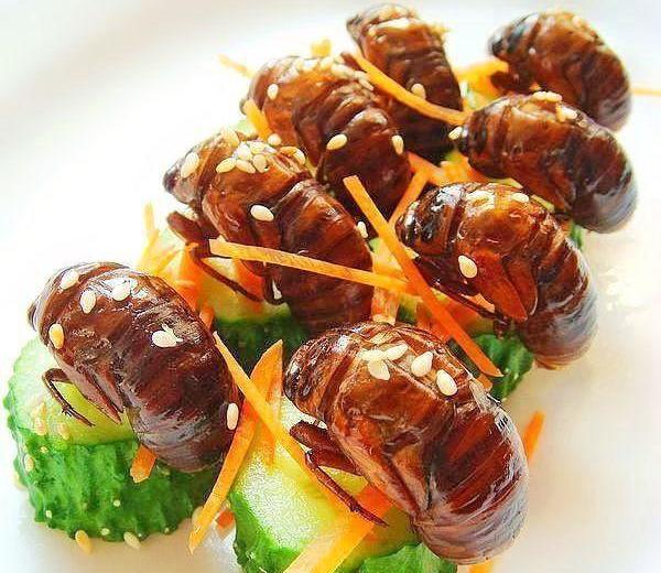 金蝉在黑暗中蛰伏多年,金蝉的一生要经历多少阶段