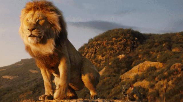 狮子王辛巴体型有多大,狮子王辛巴成长记录