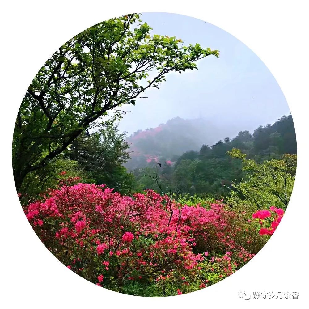 情满龟峰·诗涌花海