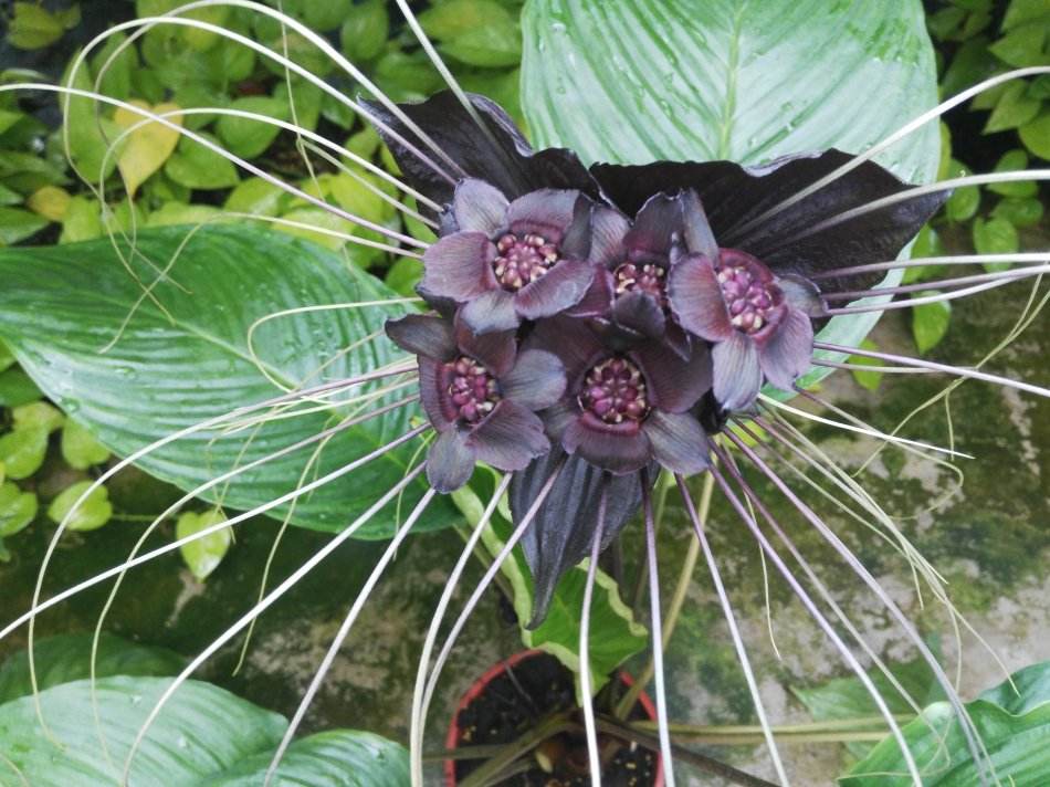 十种黑色花,10种罕见的黑色花朵你见过哪一种