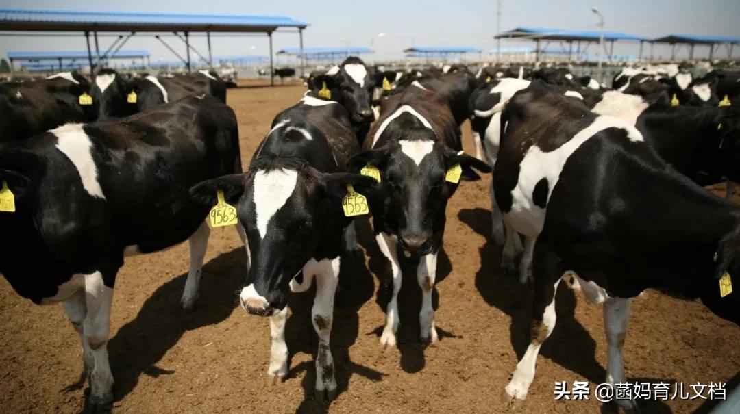 中国没有差评的奶粉,好的巴氏鲜奶