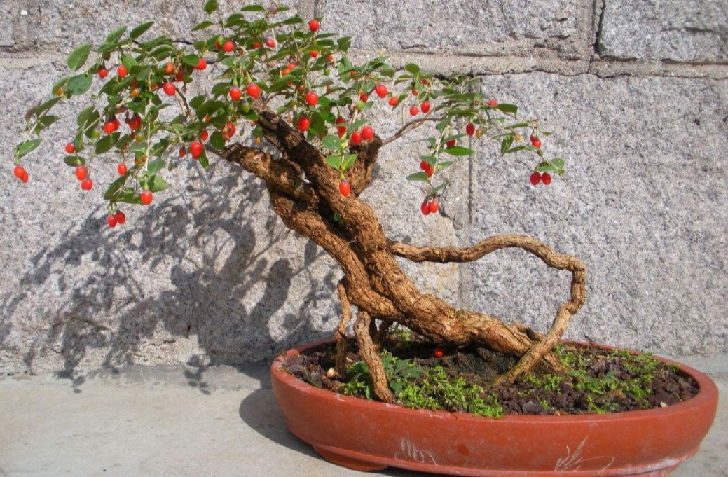 什么的树木适合做盆景,适合制作盆景有什么树种