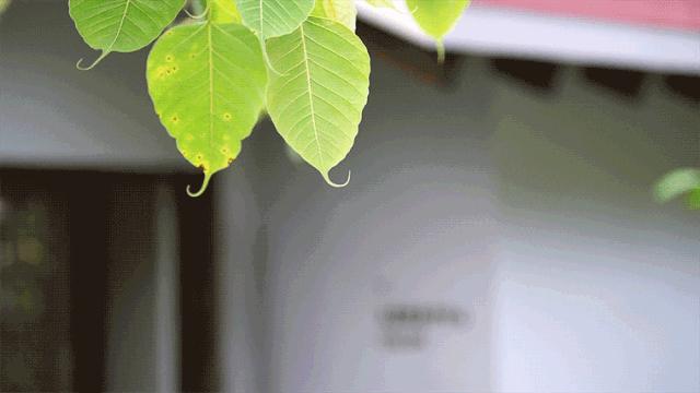 三亚太阳湾柏悦度假酒店,三亚太阳湾柏悦酒店专属海滩