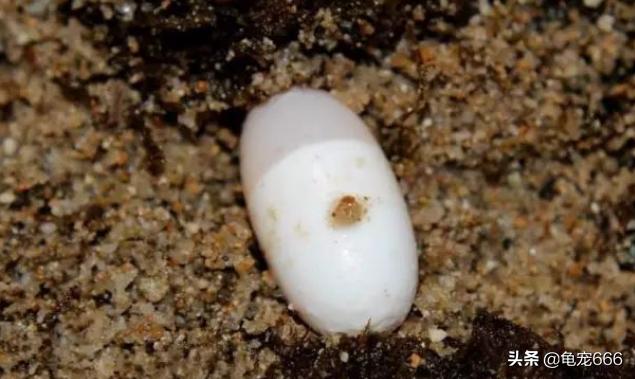 龟蛋孵不出的原因,龟蛋为什么不凝固