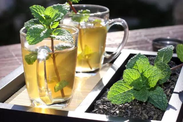 植物夏天蚊虫多怎样驱赶,夏天蚊虫最怕什么植物