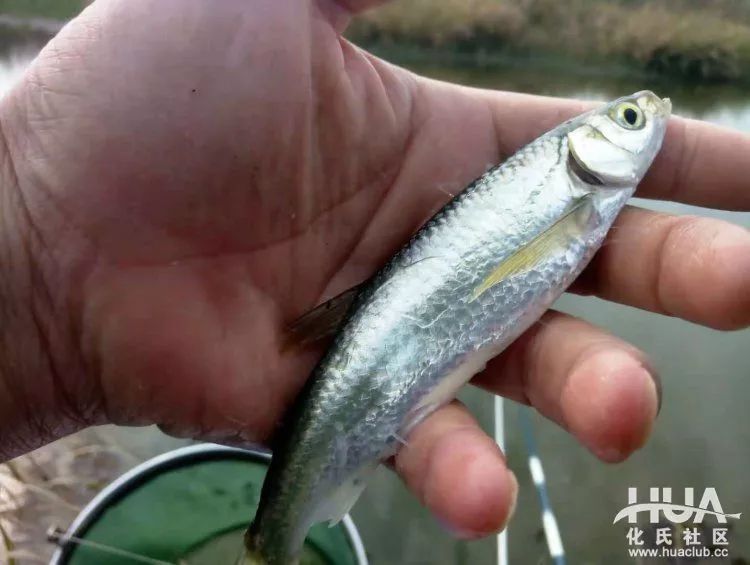 化氏不空军糊味,化氏不空军谁代工的