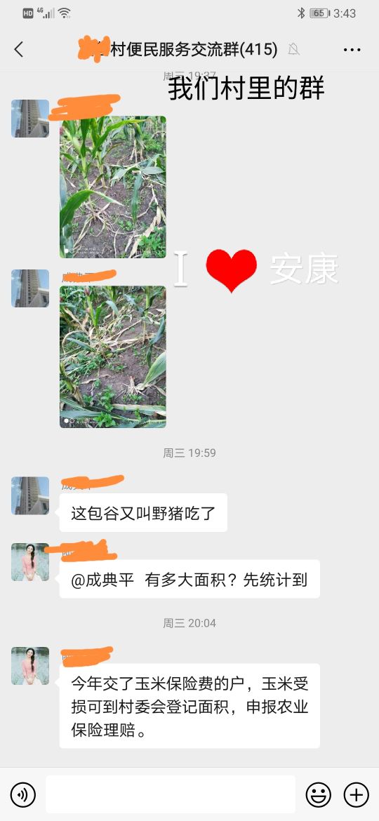 野猪该如何防范,野猪凶猛祸害庄稼村民无招咋办