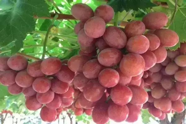 你心目中的乳山是什么样子的？