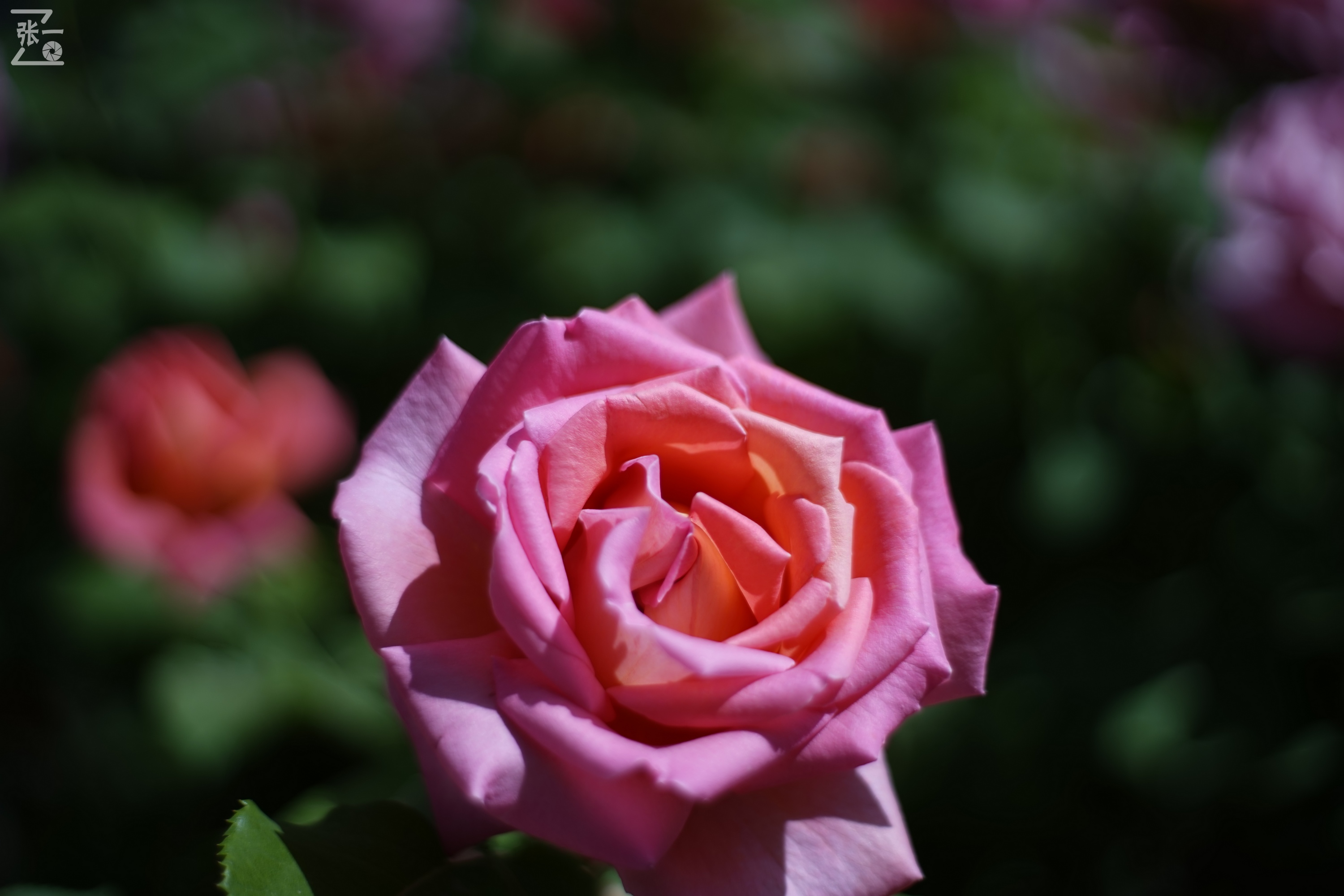 凤凰国产50mm镜头,凤凰索尼e口镜头