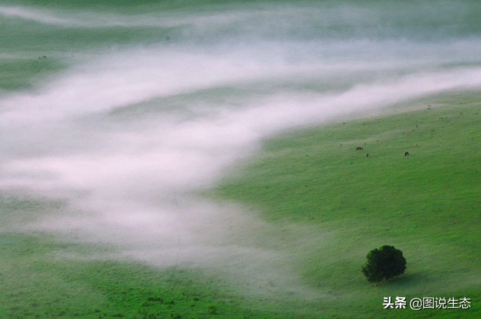 一口气看完塞罕坝全篇,参观塞罕坝有感1000字