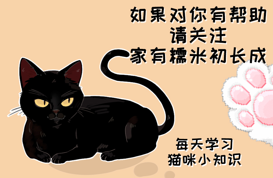猫咪眼睛都是啥样的,猫咪眼睛有多冷知识