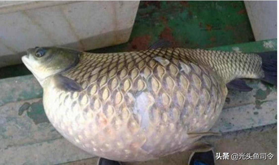 鱼类体内寄生虫图片大全,春季鱼类常见的寄生虫