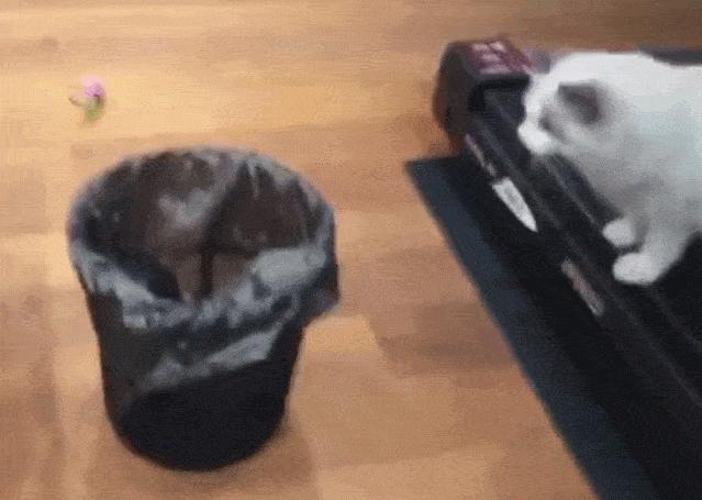 网友：以后我不会再养“布偶猫”了，原因有这几个