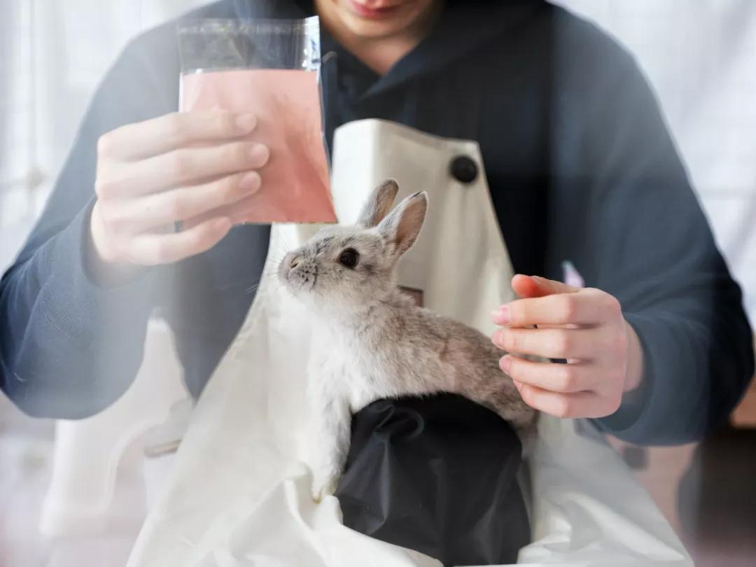 北京有没有撸猫的地方,福州撸兔兔的店