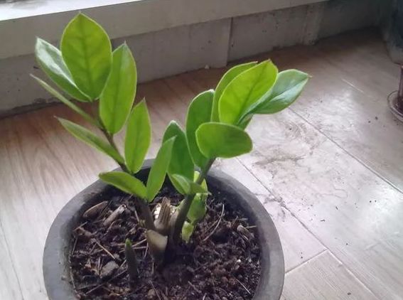 金钱树不用花钱买,金钱树不用营养土行吗