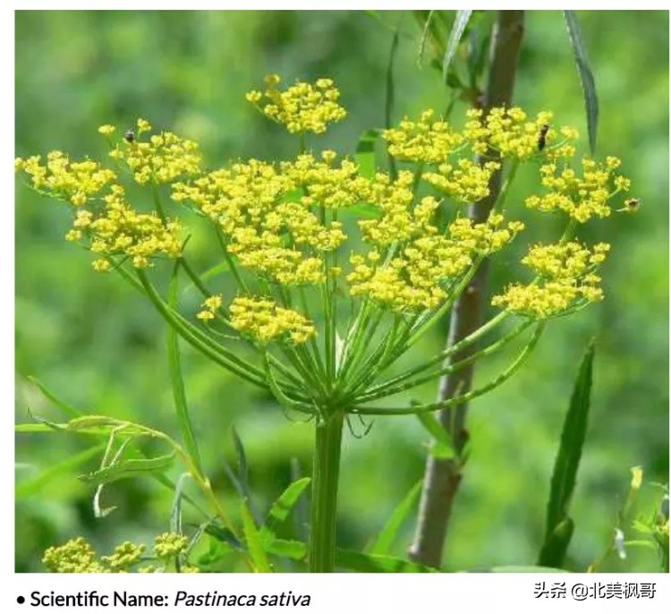 加拿大最危险五大动物,全球十大危险有毒动物