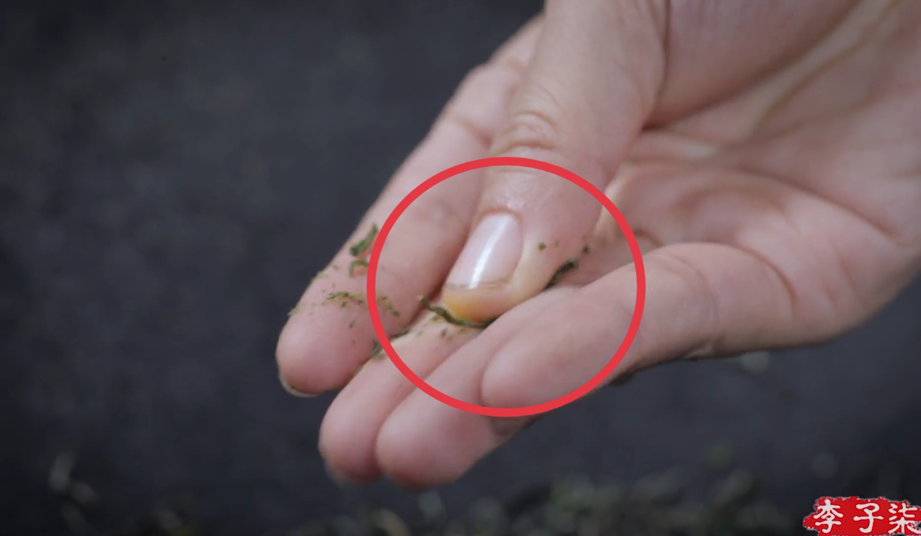 李子柒茶文化视频,李子柒视频中用的茶壶