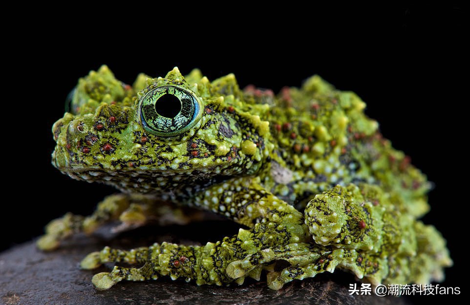 盘点那些美丽的动物,美丽且濒危的动物