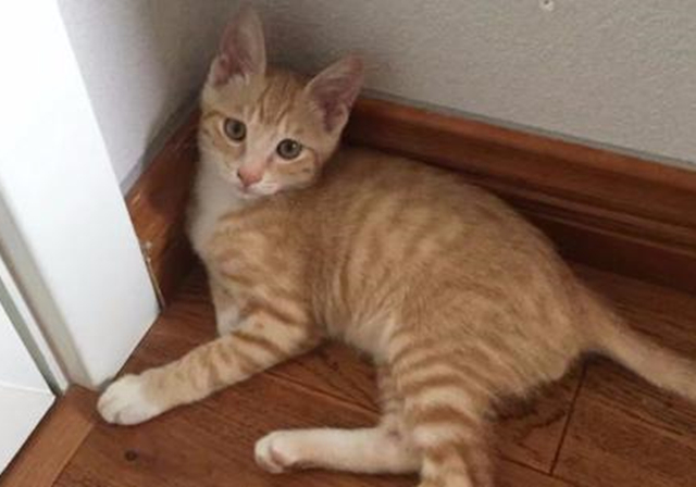 新手铲屎官养狗好还是养猫好,同样是铲屎官养狗和养猫的区别