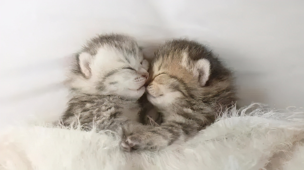 刚出生的小奶猫有多可爱,小奶猫幼崽可爱到犯规