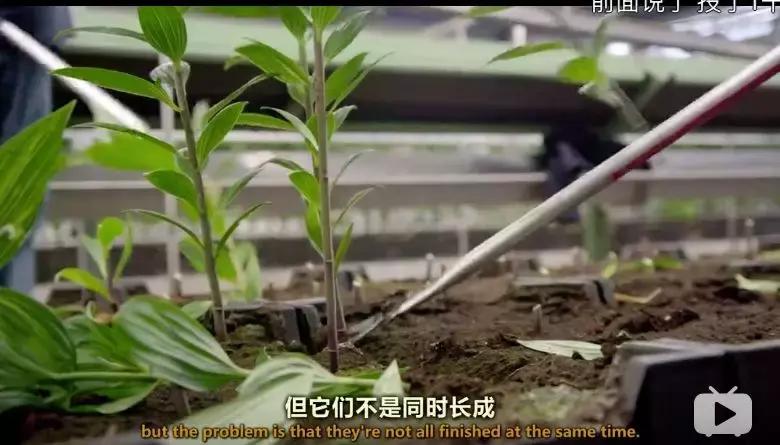 世界最大鲜花市场的销售全过程,全球最大的鲜花交易市场排名第一