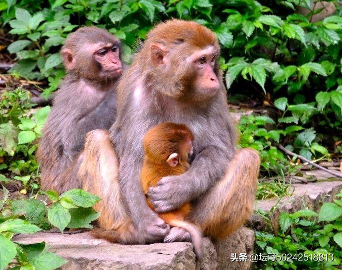 贵州黔灵山门票是多少,黔灵山景区门票价目表