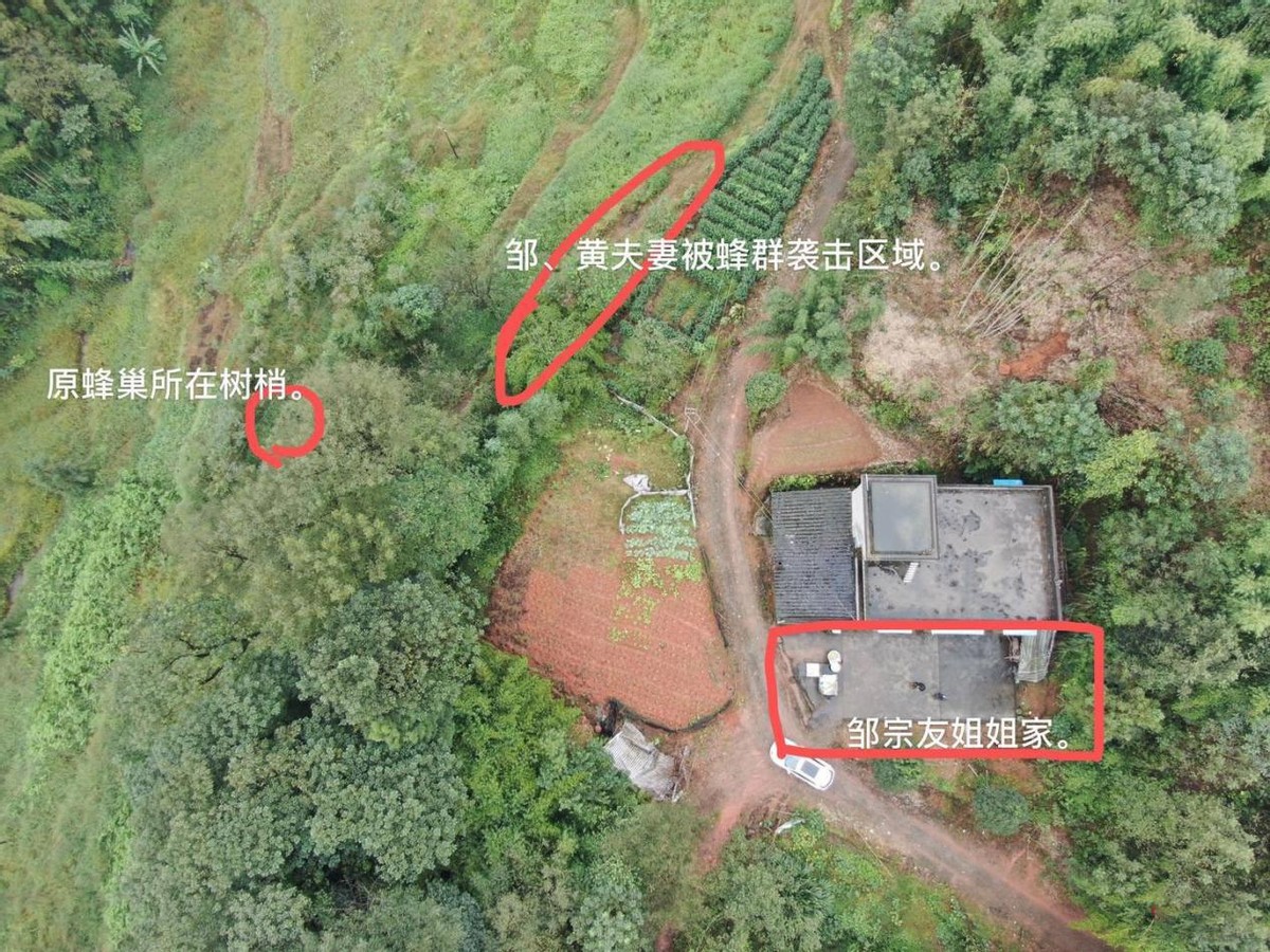 别人打马蜂后路人被攻击怎么办,打死马蜂会被其它马蜂报复吗