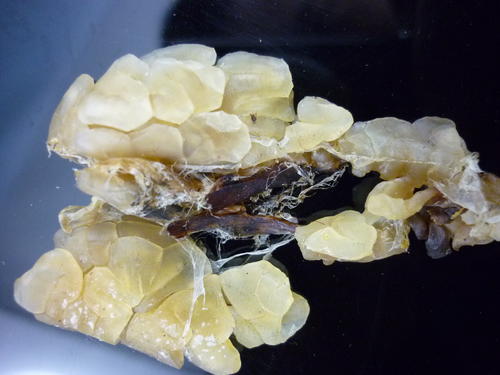 特产谱之动物人参：位列上八珍，称软黄金，在冰雪下冬眠五六个月