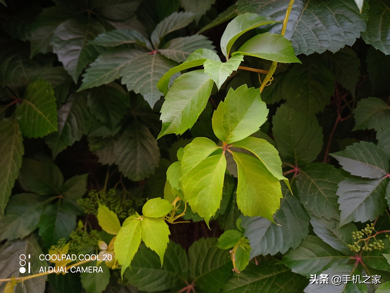 酷派cool20跟中兴v2020哪个好,90天包换两年质保的定义是什么