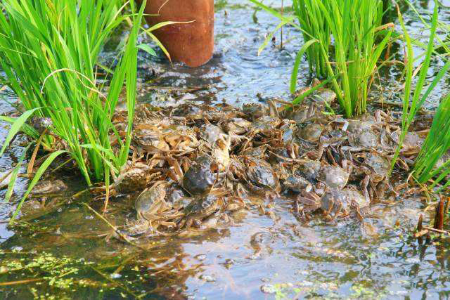 养蟹20年的老蟹农总结的经验,如何让江苏螃蟹养得好也卖得好