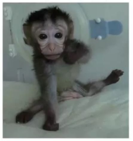 crispr基因编辑技术的未来之路,crispr基因技术利与弊