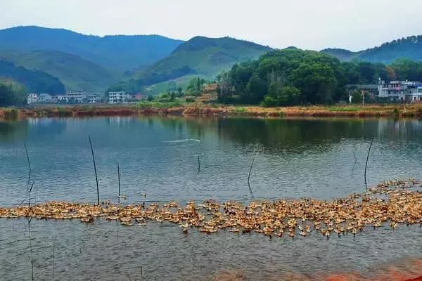 咸宁古镇古村有哪些,崇阳十处绝美古村落