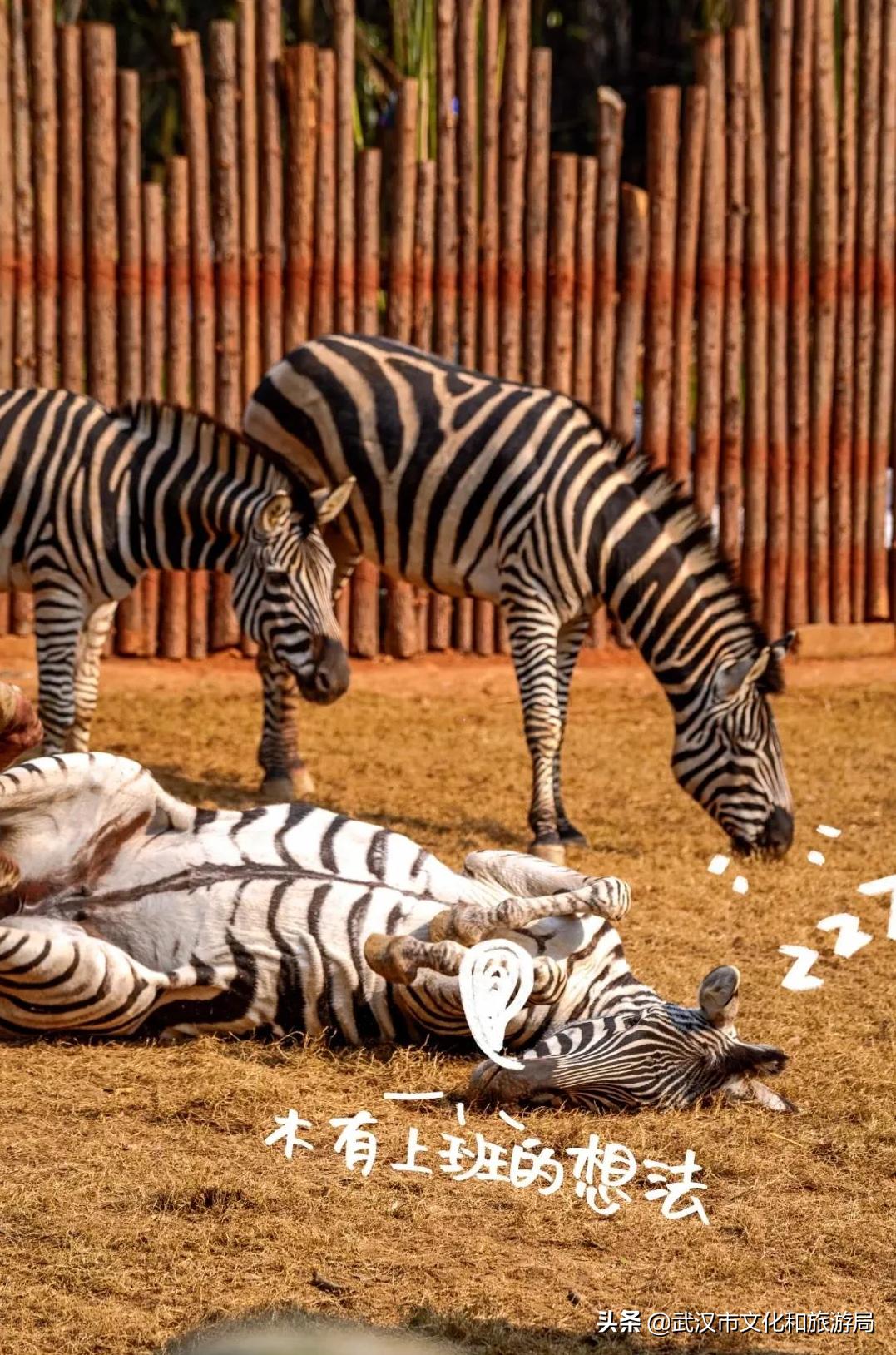 武汉野生动物王国怎么预约,武汉野生动物王国免门票