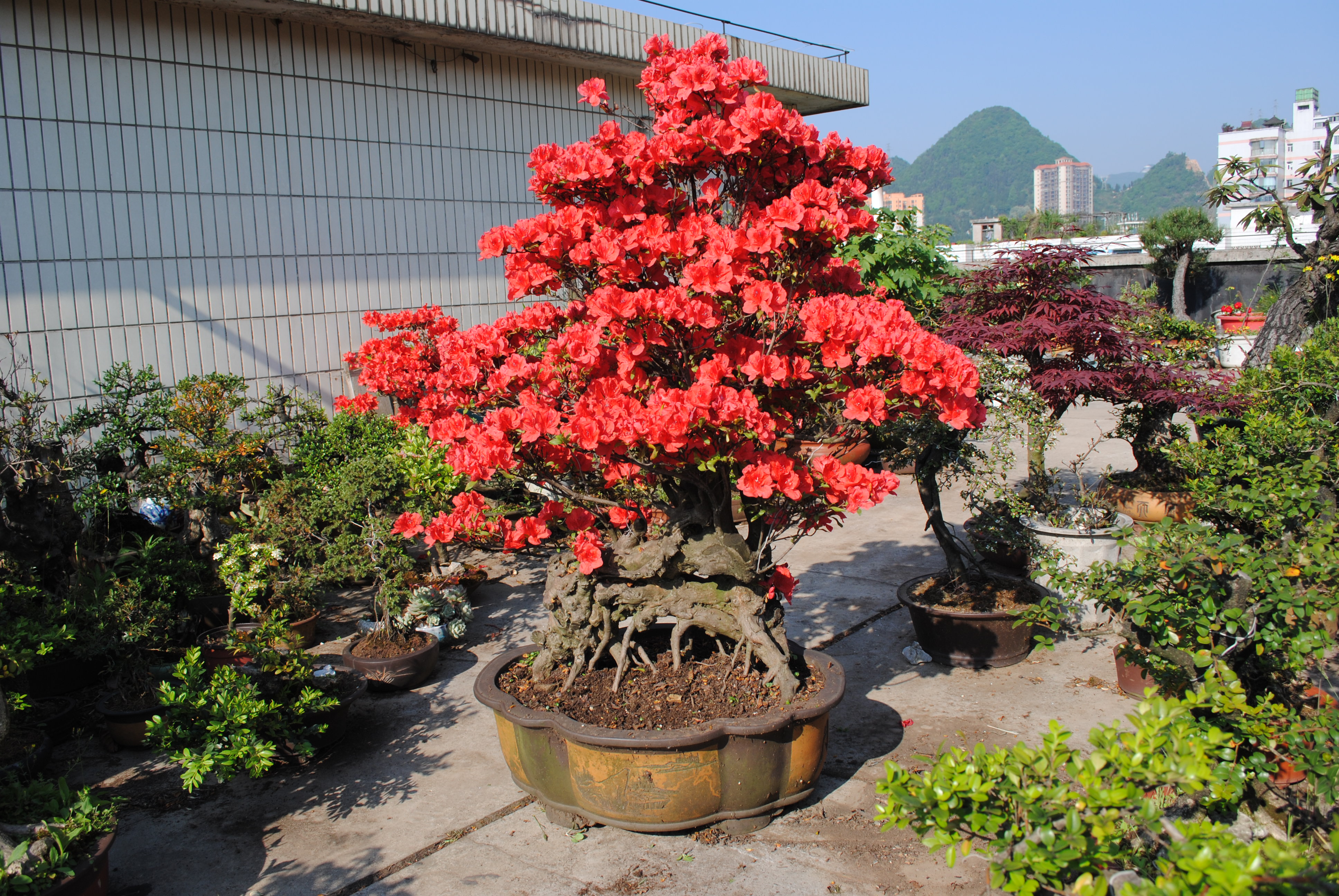 盆景造型中最难得的几种枝,盆景五大流派常见的几大盆景介绍