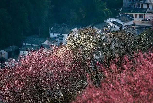 安徽春天美丽的视频,安徽美丽的春天
