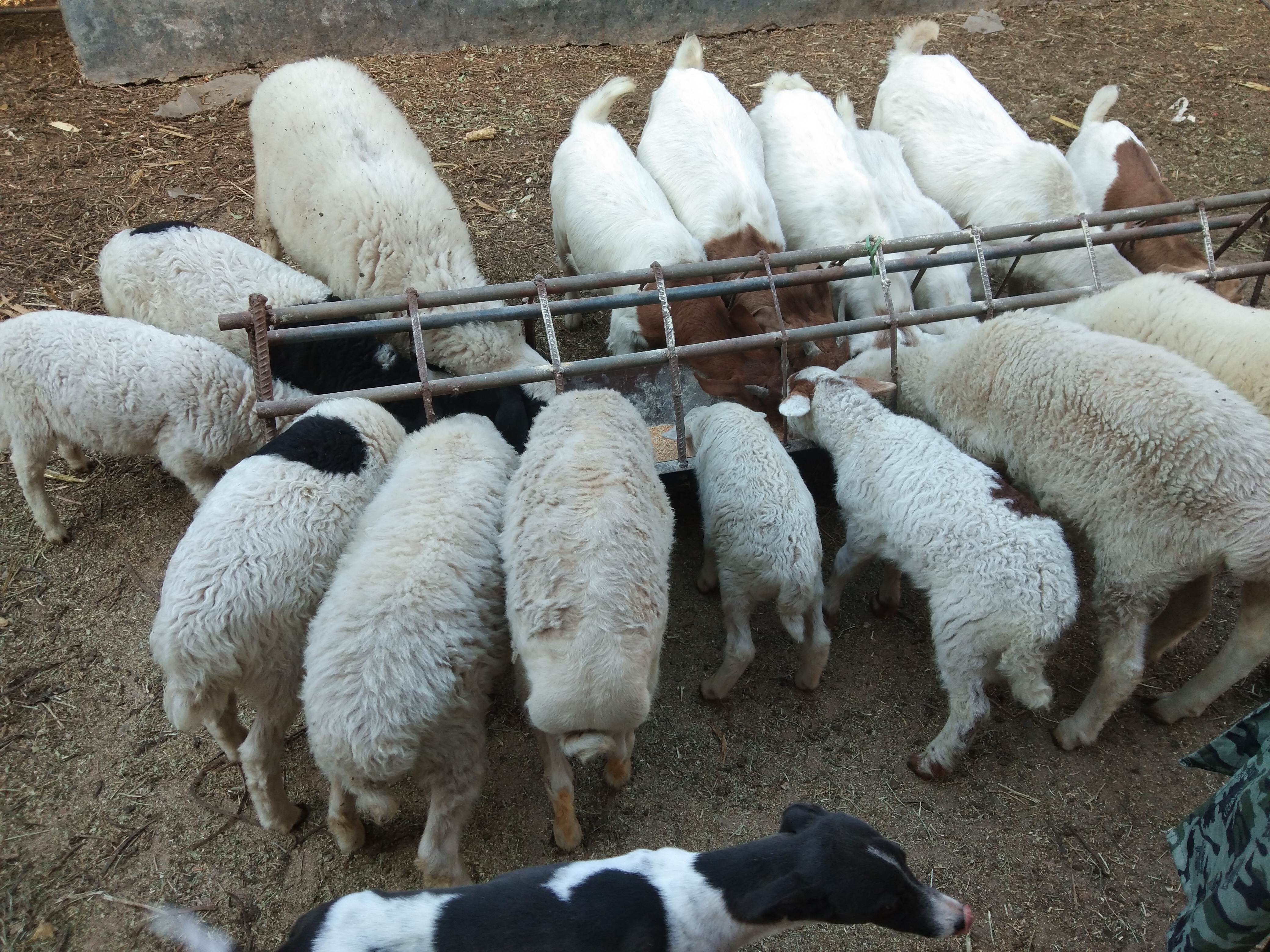 养羊常用的饲料添加剂,羊饲料中添加哪些药