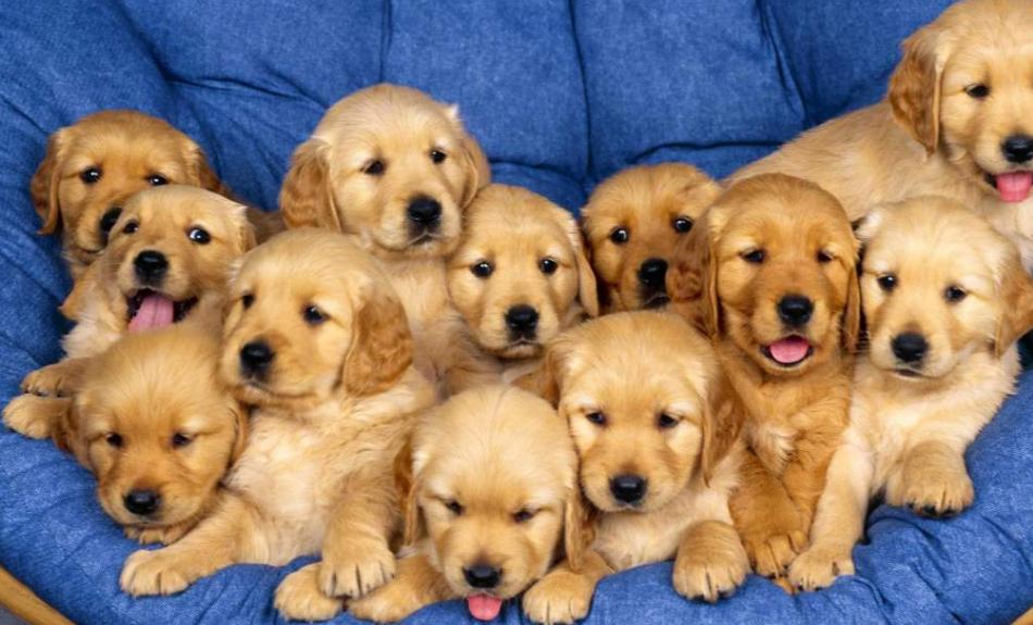 幼犬到家胆小怕人?如何让它安心、适应环境