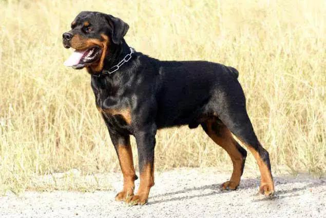 45种狗狗,45种狗狗很难得一见你认识几种