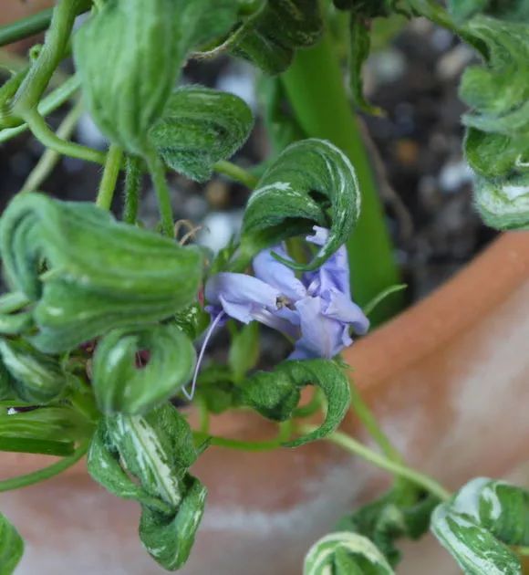 牵牛花到处都可以肆无忌惮的生长,不常见的品种,美出天际!