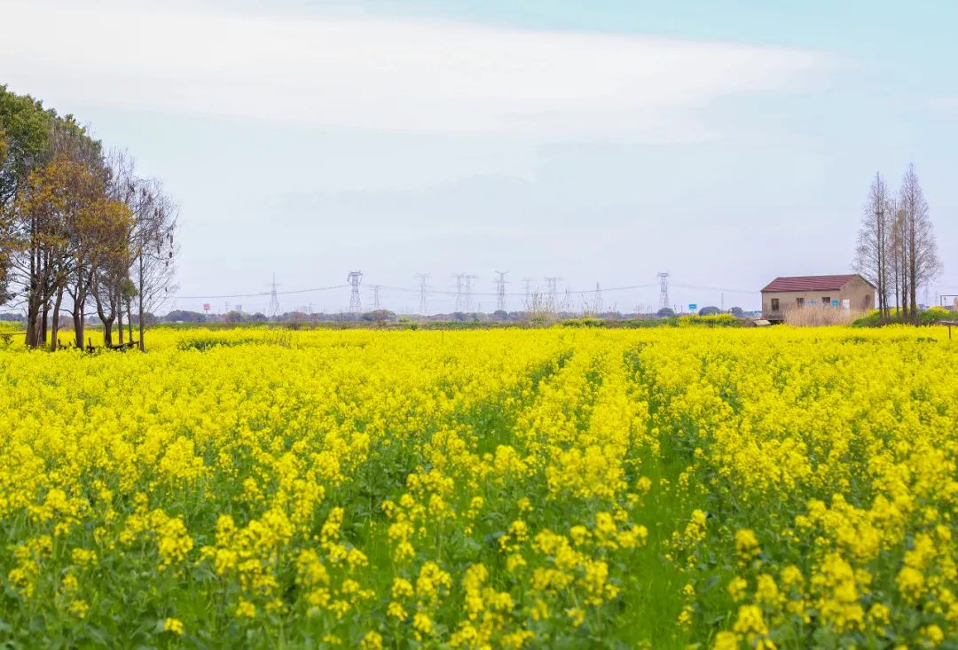 苏州的农村风光,苏州水乡农村风景