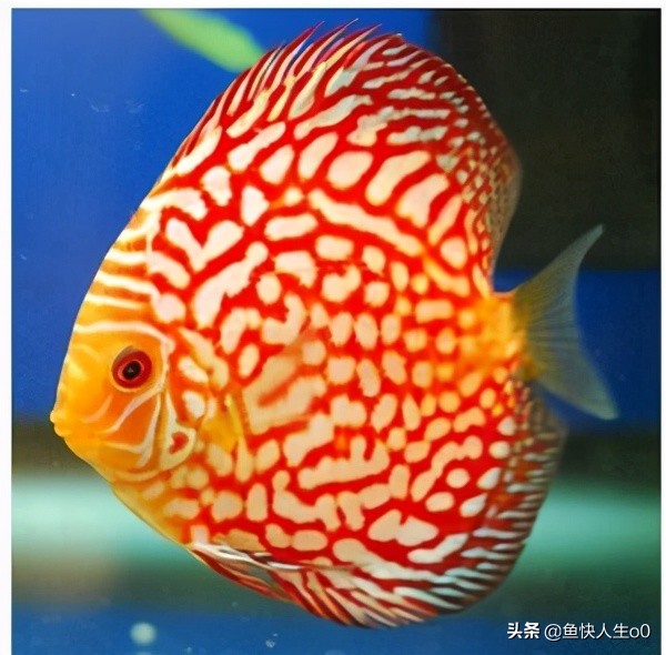 观赏鱼黄脓便怎么办,观赏鱼排出丝状粪便是什么原因