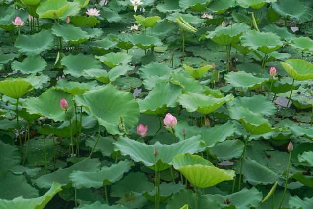 广州十大古村,广州十大最美古村落