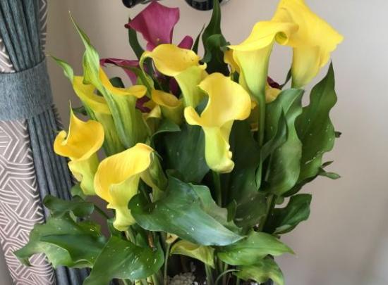 马蹄莲花到了开花时为什么不开花,马蹄莲叶子发黄怎么回事