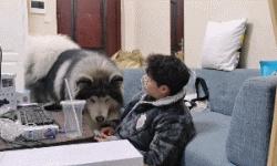 小时候可爱长大后霸气的阿拉斯加,帅气可爱的阿拉斯加