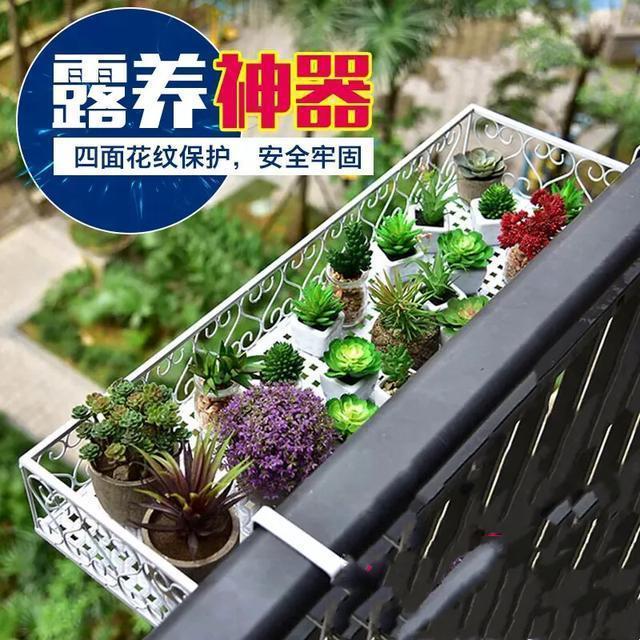 多肉是如何上色的,多肉怎么上色快又好看的绝招