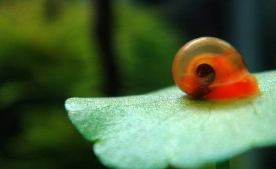 苹果螺会吃藻吗,苹果螺怎么饲养