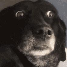 毛茸茸的小狗狗是不是很可爱呢,毛茸茸的狗很大个