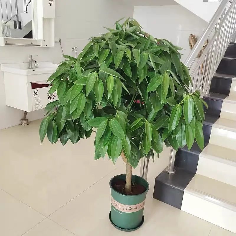 平安树冬季养护的正确方法,养平安树的小窍门